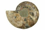 Very Large, Cut & Polished Ammonite Fossil - Madagasar #238786-4